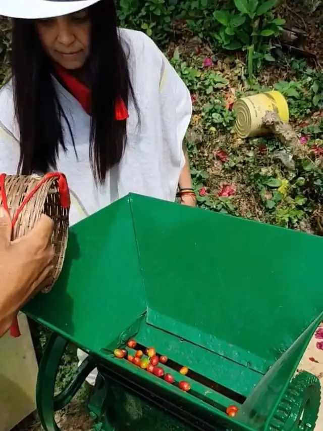 Despulpadora manual separando el grano de la cereza recién recogida