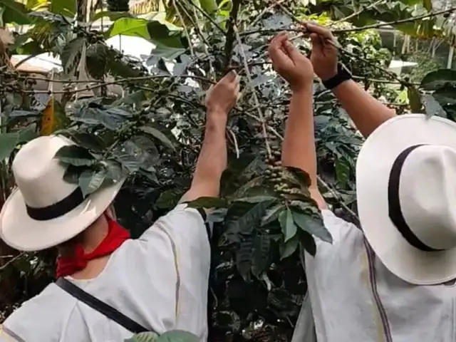 Two visitors picking ripe coffee cherries among the coffee trees